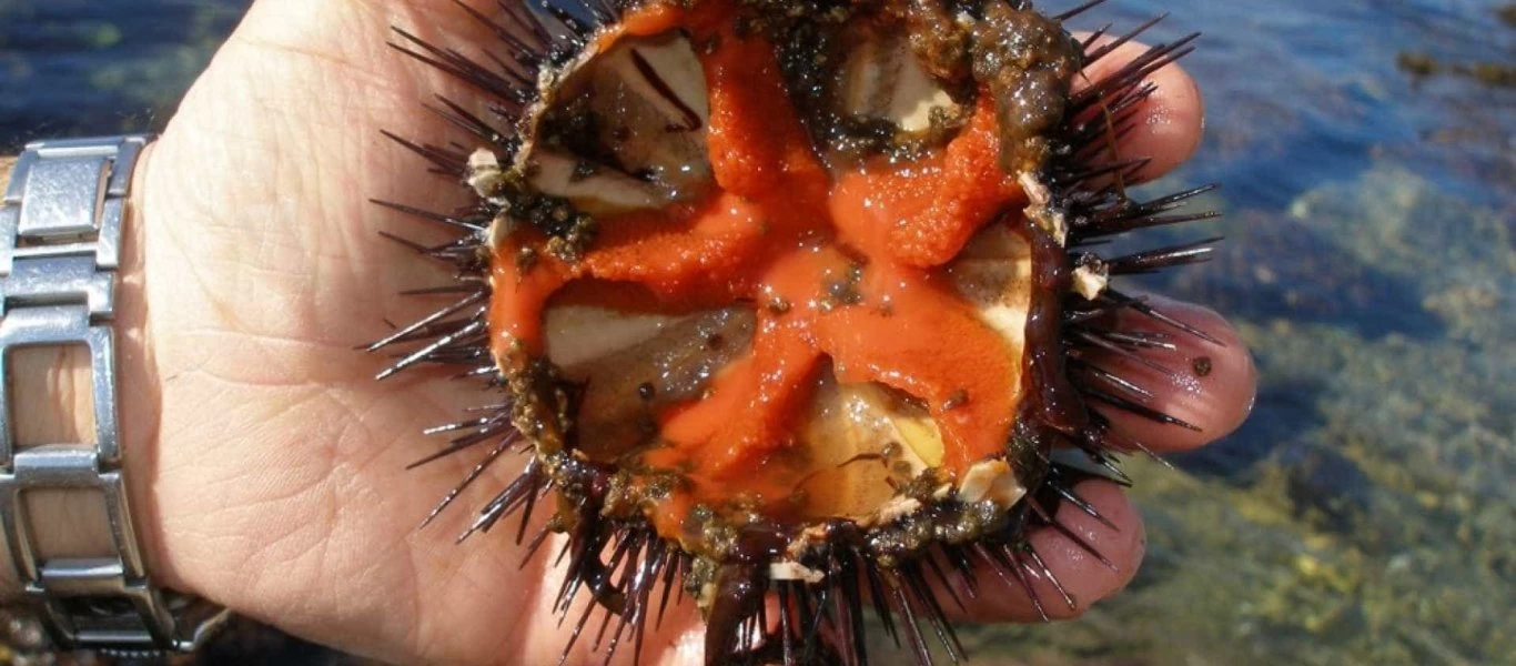 Bαριά «καμπάνα» αν βγάζετε αχινούς στην παραλία!